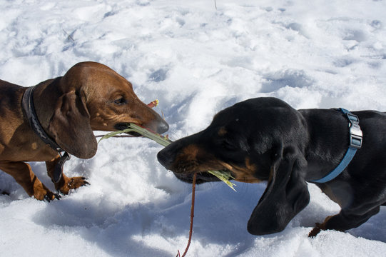 Black-tanted dachshund takes away a stick from another dachshund