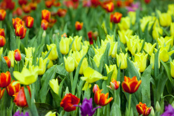 Obraz premium Tulip.