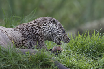 euroasian otter portrait while eating, swimming just above water