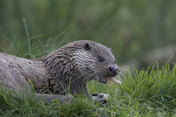 euroasian otter portrait while eating, swimming just above water