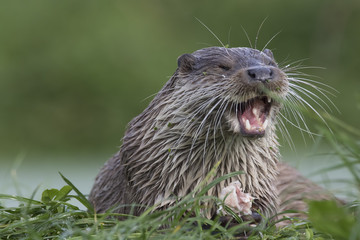 euroasian otter portrait while eating, swimming just above water