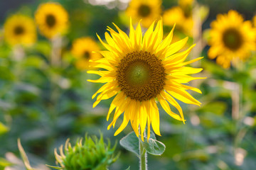 Fototapeta premium Field of sunflowers.