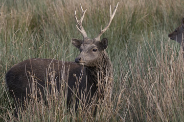 sika deer stag, hind, calf portrait within long grass