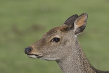 sika deer stag, hind, calf portrait within long grass
