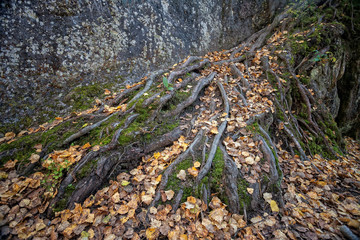 the roots of the trees are large