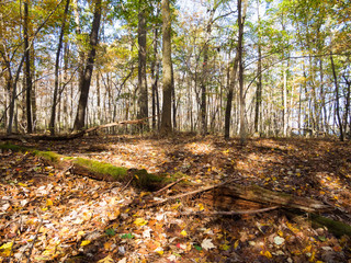 forest in the fall