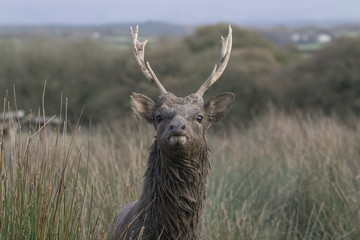 sika deer stag, hind, calf portrait within long grass