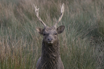 sika deer stag, hind, calf portrait within long grass
