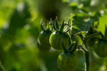 Green tomato growing on twig. Natural garden vegetables