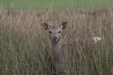sika deer stag, hind, calf portrait within long grass