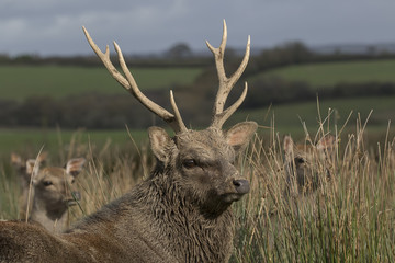sika deer stag, hind, calf portrait within long grass