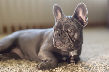 French Bulldog Photos