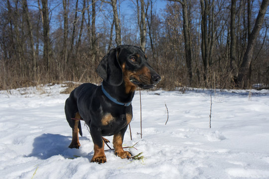 Black-tanted dachshund gnaws a stick