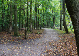 Veluwe forest in autumn