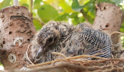 Dove in the nest waiting for food.