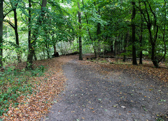 Fototapeta na wymiar Veluwe forest in autumn