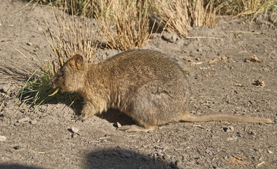 Bandicoot