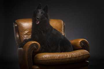 Belgian shepherd on chesterfield sofa