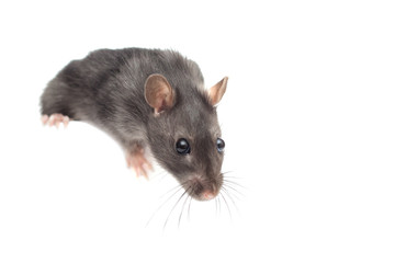small rat on white background