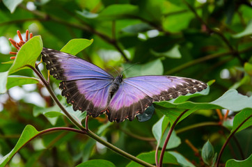 Blue Morpho