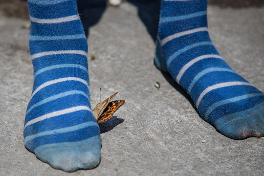 Smelly boy's socks and the butterfly.