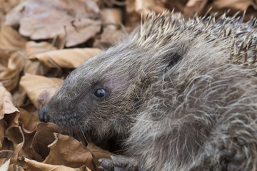 hedgehog portrait while laying on leaves