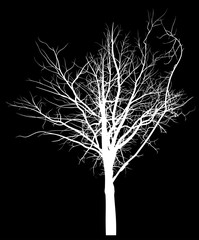 bare white tree silhouette on black