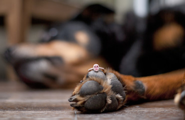 Dog paw with pink sapphire engagement ring