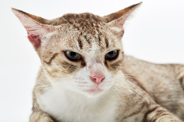 American Short hair cat lying