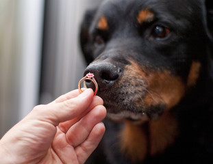 Dog face with pink sapphire engagement ring