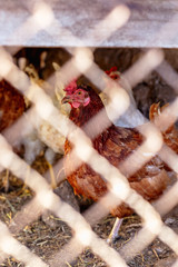 Portrait of a chicken behind a metal mesh on a farm.