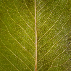 Dry autumn leaf of pear- close up view