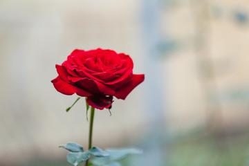 Beautiful Red roses.