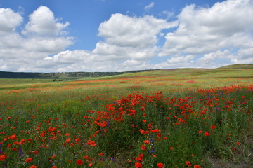 Poppies