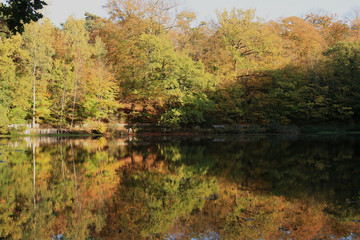 autumn trees reflection in water