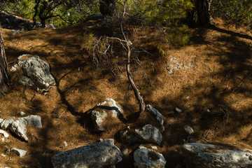 Pine needles and rocks along coastal trail for hiking in pine tree forest near Kemer, Turkey