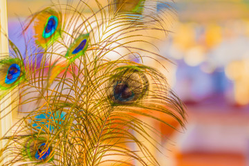 Fantasies of colors in a multitude of tones and compositions Various intertwined and diverse sets of peacock feathers
