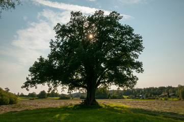 large oak tree light streaks from sun