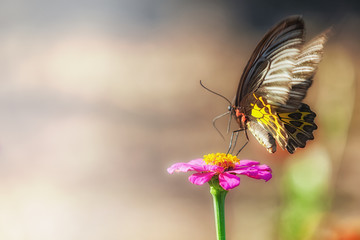 Butterfly on pink zinnia flower.