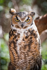 Grey Horned Owl