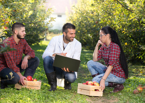 Agronomist and farmers in apple orchard