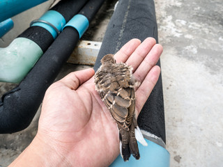 bird