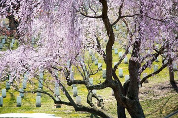 Arlington National Cemetery cherry blossoms