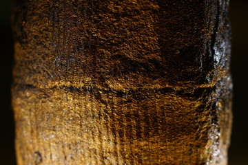 Detail eines fossilen Schachtelhalms
