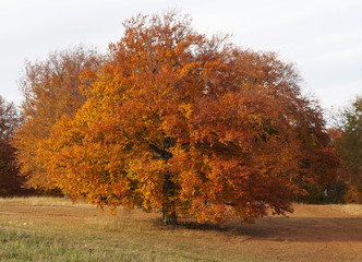 Herbstbaum