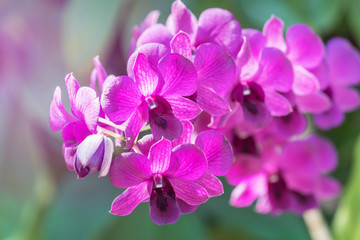 Fototapeta na wymiar close up pink orchids tropical flowers blooming growth in garden selective focus 