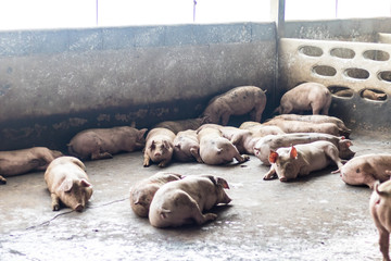 Fototapeta premium A Pig