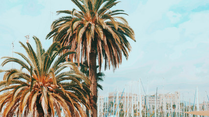 Big beautiful date palms on blue sky background. View into the city Barcelona through a date palm...