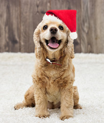 American cocker spaniel dog in the New Year and Christmas hat