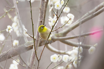 メジロと梅の花